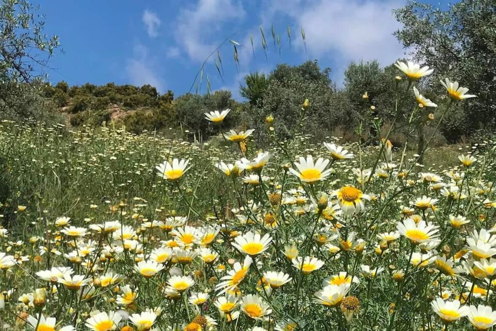 מאלגה Penthouse Apartment, Cortijo Fruitful Hills מראה חיצוני תמונה